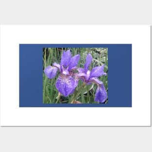 Blue irises with raindrops photograph Posters and Art